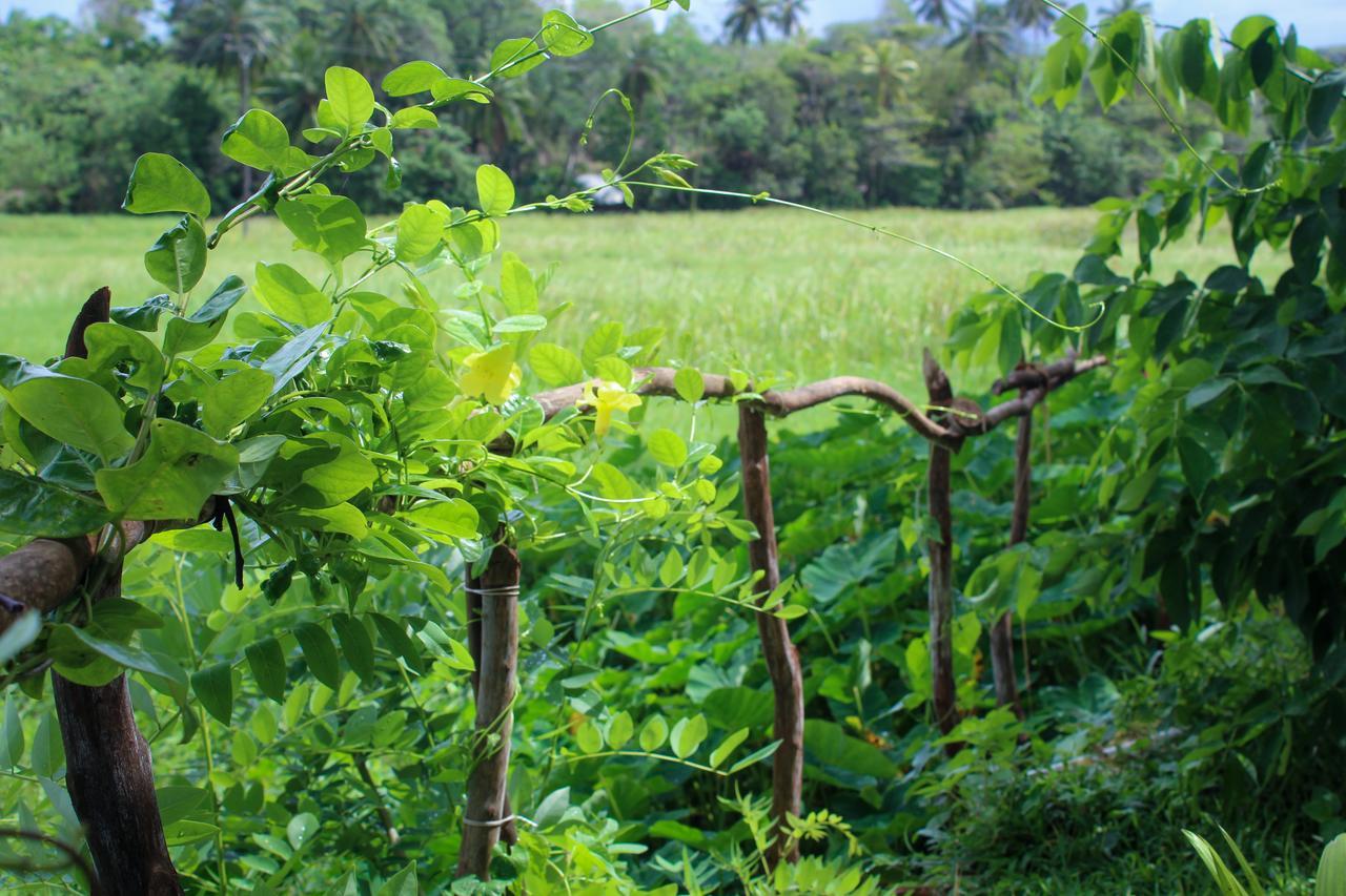 Paddy Field View Resort Mirissa Exterior foto